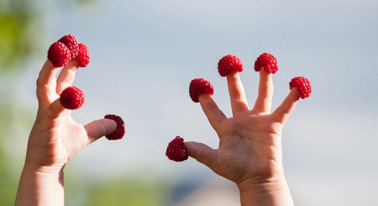 young child with healthy reaspberries on their fingers