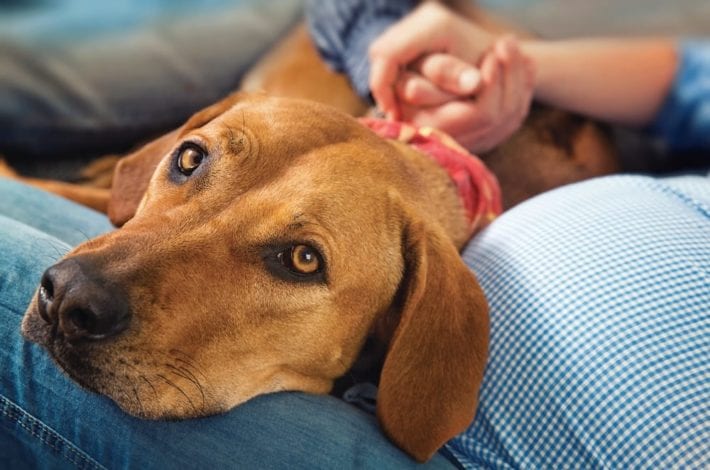 pets in pregnancy - will my pets harm my baby