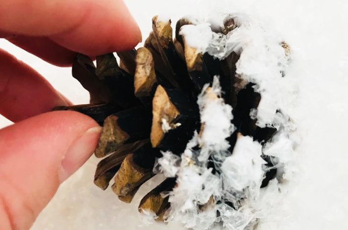 pine cone decorations - christmas decorations - snowy pine cones
